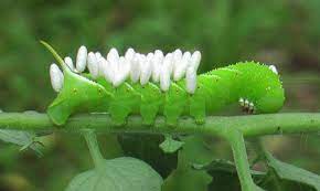 Tobacco Hornworm Manduca Sexta Linnaeus Tomato Hornworm Manduca Quinquemaculata Haworth