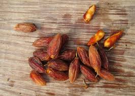 Image result for Berchemia discolor