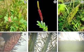 Image result for Indigofera astragalina