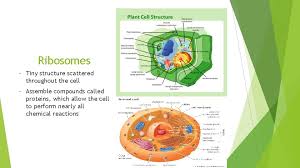 For example, animal cells do not have a cell wall or chloroplasts but plant cells do. Cells Plant Animal Cells What Are Cells Cells