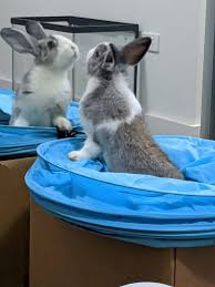 Every rabbit exhibits a unique nature and their way of handling situations could vary too. Creating An Enriching Life For Rabbits The Open Sanctuary Project