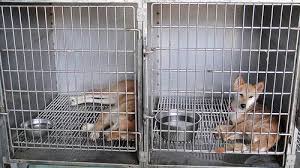 Shiba inu puppies for sale northern california. Northern California Shiba Inu Rescue Home Facebook