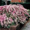 Flowering bushes can be a fantastic focal point in your yard. 3