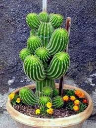 The properties and effects of this sacred plant? 900 Cactus Ideas In 2021 Cactus Cacti And Succulents Cactus And Succulents