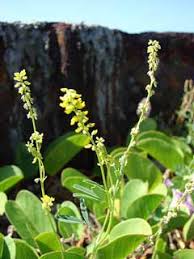 Image result for Melilotus indicus