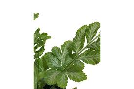 Image result for Pteris burtonii