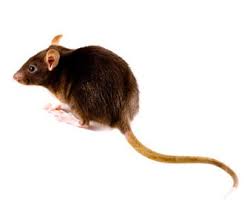 Rentokil provides specialist pest control in london and its surrounding areas. East London Pest Control Rentokil South Africa