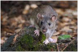 Tuer les rats et les souris avec du plâtre, du bicarbonate, de la farine et du vinaigre blanc c'est possible et efficace! Recette De Grand Mere Pour Tuer Les Rats Et Les Souris