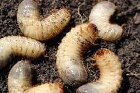 If you want, you can add a cup of bleach and 1 1/2 cups of hydrogen peroxide to a gallon of boiling water. Why Are There Maggots In Your Pool Easy Clear Pool