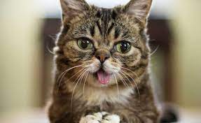 Hundreds of millions of cats are kept as pets around the world. Insta Famous Lil Bub A Special Needs Cat Known For Her Altruism Has Passed Away At Age 8 Tubefilter