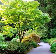 How To Grow Japanese Maples The Garden Glove Japanese Garden Japanese Maple Tree Shade Garden