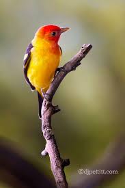 Western Tanager Pet Birds Beautiful Birds Pretty Birds
