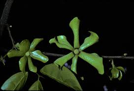 Image result for Huberantha