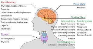 Endocrine And Exocrine Glands Differences Function Terms Video Lesson Transcript Study Com