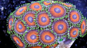 Buy Eagle Eye Zoanthids Online Zoanthids For Sale Vivid Aquariums