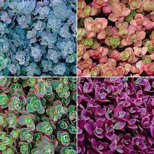 Ground cover flowers full sun zone 9. Our Incredible Colour Collections Creeping Sedum Collection Succulents Plants Succulents Garden