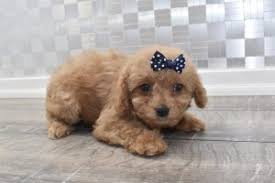 You came to the right place! 4 Best Cavapoo Breeders In North Carolina 2021 We Love Doodles