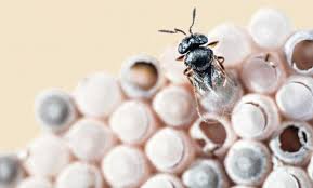A Female Trissolcus Japonicus Parasitoid Wasp Emerging From Parasitized Halyomorpha Halys Eggs Weird Insects Types Of Bees Brown Marmorated Stink Bug