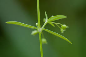 Image result for Oldenlandia rupicola