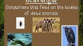 The raven is both a scavenger, who ravens a dead animal almost like a vulture, and a bird of prey, who commonly ravens to catch a rodent. Decomposers Vs Scavengers Youtube