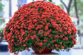 Image result for Ixora sp. A