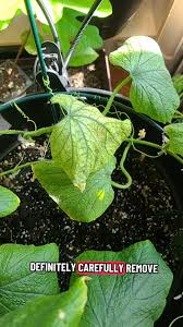 Image result for spider mites on cucumbers