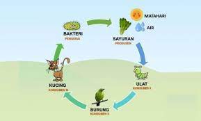 Rantai makanan adalah sebuah siklus makan dan dimakan antara makhluk hidup yang terjadi dalam sebuah ekosistem. Rantai Makanan Di Hutan