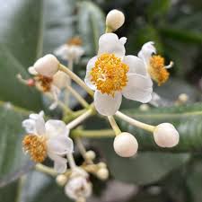 Image result for Calophyllum inophyllum