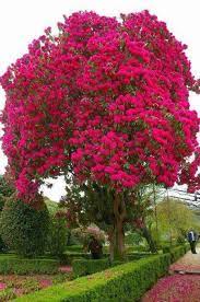 Some grow wild in europe or the middle east, some in china or japan, and some right here in america. 17 Trees Ideas Beautiful Tree Beautiful Nature Mother Nature