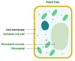 Animal cell have cell wall. Do Animal Cells Have A Cell Wall Video Lesson Transcript Study Com