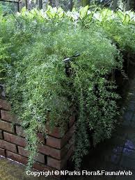 Image result for A. densiflorus Sprengeri