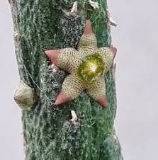 Image result for Tridentea marientalensis