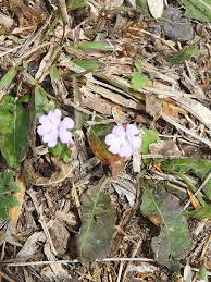 Image result for Elytraria