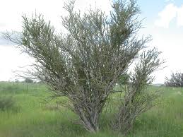 Image result for Boscia foetida