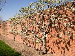 The wider spacing within the row is for infertile, shallow or sandy soils. Espalier An Apple Tree Chicago Botanic Garden