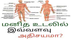 This video is about brief intro of tamil language and simple tamil words to learn. Fruit Caricature Human Body Parts And Their Functions In Tamil