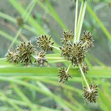 Image result for Cyperus difformis