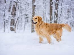 They don't understand the difference between an appropriate chew toy and your favorite possessions. The Nightmare Is Over For A Nh Woman Her Lost Golden Retriever