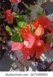 Image result for Nyctaginaceae