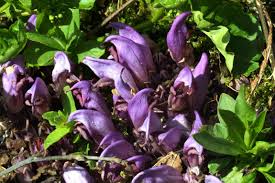 Image result for Micrargeriella