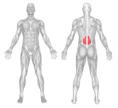 Once lower back pain strikes, it can sideline you, but strengthening your core and stretching the muscles that support the lower spine can help. Low Back Muscle Anatomy Anatomy Drawing Diagram