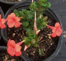 Image result for Barleria oxyphylla