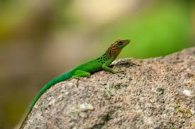 Image result for Anolis gemmosus