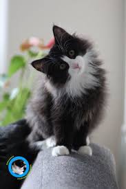 Long Haired Tuxedo On The Sofa Kittens Cutest Cute Cats Beautiful Cats
