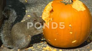 They are not that fussy and will actually eat the majority of seeds found in the garden with a few exceptions which include nyger and safflower feeds. Squirrel Eating Pumpkin Stock Video Pond5