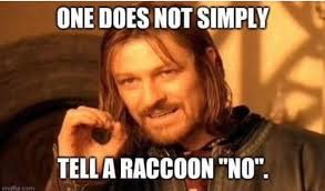 This is something most people do not know about raccoons. We all learn the  hard way. 😩including myself. I had no idea when I got Baxter. He would  bite the Hell out