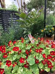 Fruit trees should be pruned to improve the quality of the fruits, to reduce the size of the tree so fruits are easy to harvest, and to develop a strong tree framework that can support heavy crops without. Underplanting Citrus Trees With Colourful Annuals Citrus Men
