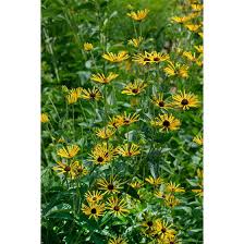 Its blooms have a pinwheel effect because each of the petals is rolled into a tube. Rudbeckia Subtomentosa Henry Eilers Pflanzen Fur Dich De 7 50