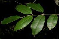 Image result for Landolphia buchananii