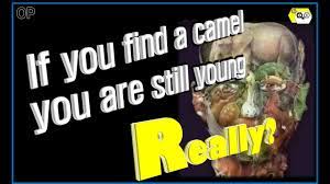 So not only is there strong interest in camel, but people are eager to find out what it can do. If You Find A Camel You Are Still Young Right Answer An Interesting Test Of Vision 01 Youtube